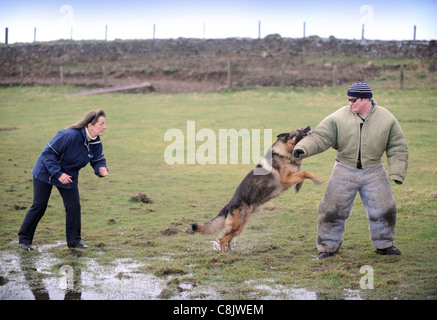 Un berger allemand avec un gestionnaire d'apprendre à appréhender un homme (vêtu d'une combinaison de protection de la morsure) à une formation de chien cen Banque D'Images