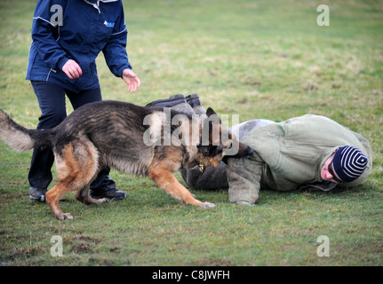 Un berger allemand avec un gestionnaire d'apprendre à appréhender un homme (vêtu d'une combinaison de protection de la morsure) à une formation de chien cen Banque D'Images