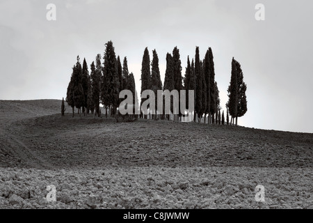 Forêt de cyprès en Toscane, Val d'Orcia Banque D'Images