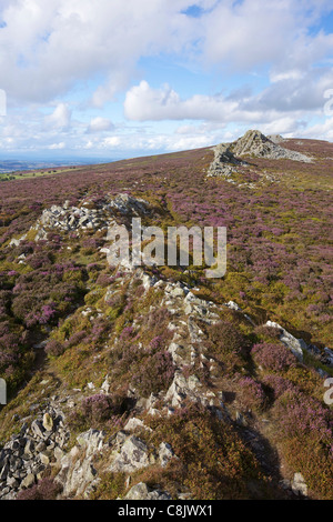 Soleil de l'été sur les Stiperstones, Shropshire, England, UK, Royaume-Uni, GO, Grande-Bretagne, British Isles, Europe Banque D'Images