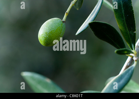 Olive verte sur une branche avec des feuilles Olive verte sur une branche avec des feuilles