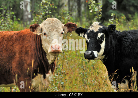 Un portrait libre de deux jeunes vaches domestiques dans un pâturage sauvage dans les régions rurales de la Colombie-Britannique, Canada. Banque D'Images