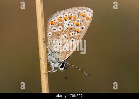 Papillon bleu commun repose sur une tige d'herbe le séchage des ailes dans un pré dans le Hampshire Banque D'Images