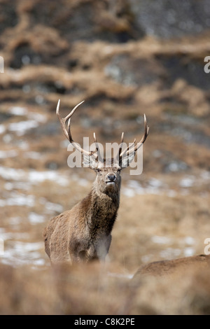 Un cerf de Virginie se dresse sur la crête d'une colline dans les montagnes écossaises Banque D'Images