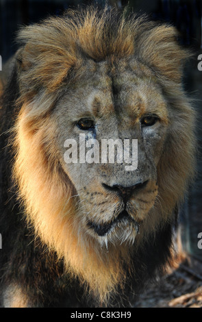 LION asiatique au zoo de Bristol Banque D'Images