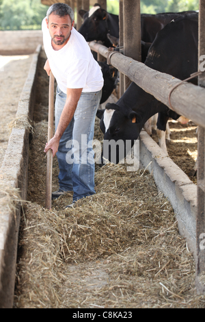 Les vaches d'alimentation agriculteur Banque D'Images