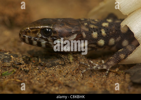 La nuit tropicale lizard (Lepidophyma flavimaculatum) - Costa Rica - tropical rainforest Banque D'Images