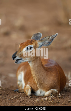 Steenbok reposant dans le soleil du soir Banque D'Images