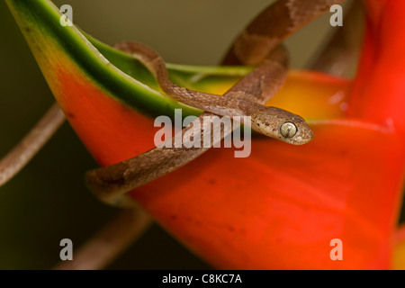 Arbre généalogique Blunthead Imantodes cenchoa - (serpent) - Costa Rica - forêt tropicale - arboricole Banque D'Images