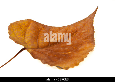 Isoler des feuilles d'automne sur fond blanc Banque D'Images