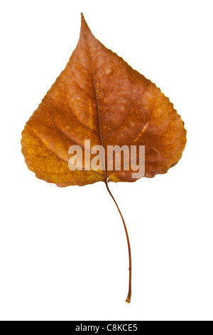 Isoler des feuilles d'automne sur fond blanc Banque D'Images