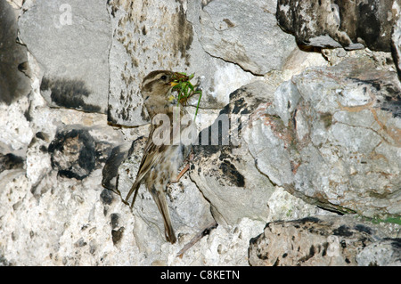 Petronia petronia moineau (rock) au nid dans mur, Italie centrale Banque D'Images