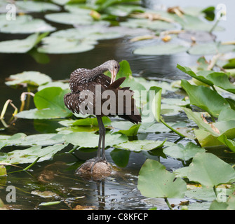 Un Limpkin pataugeant le long de la rivière ruisseau Haines à Leesburg, Florida USA Banque D'Images