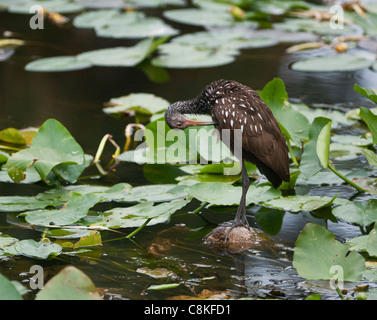 Un Limpkin pataugeant le long de la rivière ruisseau Haines à Leesburg, Florida USA Banque D'Images