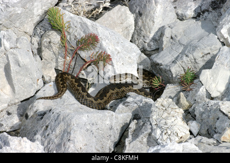 Meadow Viper, Viper, ou l'Orsini (Vipera ursinii), Parc National du Gran Sasso, Italie centrale Banque D'Images