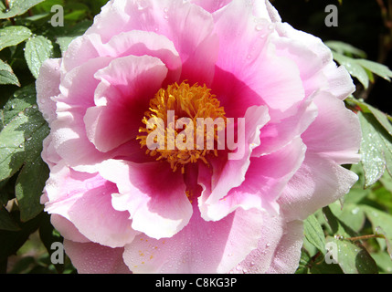 Close up de fleur en fleur de pivoine (Paeonia suffruticosa) Banque D'Images