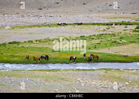 Les chevaux boire d'une rivière près du désert en Mongolie Banque D'Images