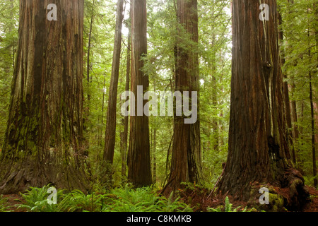 CA00947-00...CALIFORNIE - Redwood Grove à Rockefeller de Humboldt Redwoods State Park. Banque D'Images