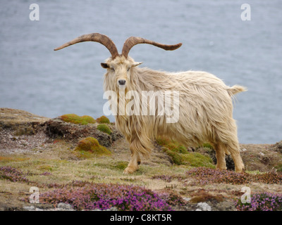 Conscient d'une chèvre sauvage ( Capra aegagrus hircus ) cherche des compagnes comme il se dresse sur la falaise Banque D'Images