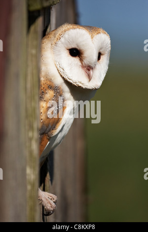 Une captive Barn Owl perché dans une ouverture dans un hangar Banque D'Images