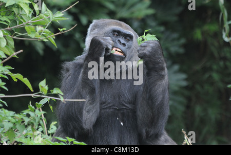 Homme GORILLE DE PLAINE DE L'OUEST AU ZOO DE BRISTOL Banque D'Images