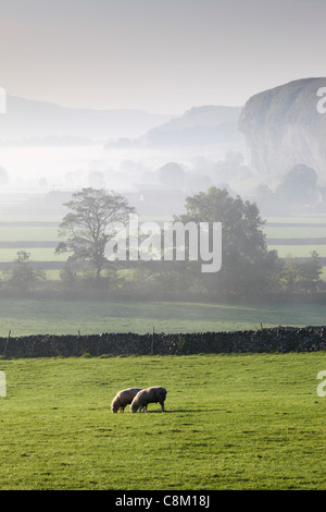 Des moutons paissant dans la brume champs couvert avec Kilnsey Crag au loin près de Kilnsey dans Wharfedale, Yorkshire, Angleterre Banque D'Images