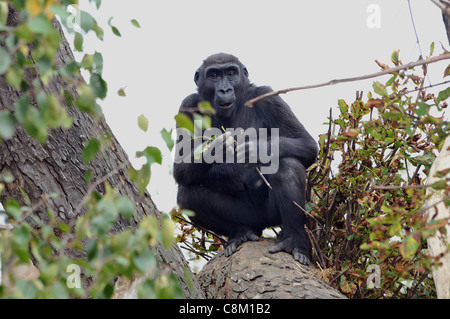 Jeune GORILLE DE PLAINE DE L'OUEST grimpe dans un arbre au zoo de Bristol Banque D'Images