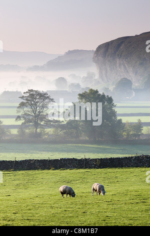 Des moutons paissant dans la brume champs couvert avec Kilnsey Crag au loin près de Kilnsey dans Wharfedale, Yorkshire, Angleterre Banque D'Images