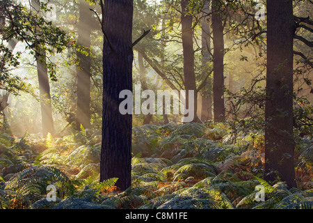 Burns, dans le soleil du matin brouillard dans Twigmoor Woods dans le Nord du Lincolnshire Banque D'Images