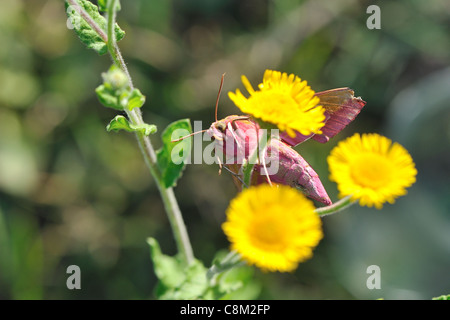 Grand éléphant hawk-moth (Deilephila elpenor) debout sur une fleur Banque D'Images