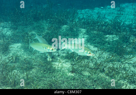 Le mulet - Noir - rougets rouget-barbet Flathead - Mer - mulet (Mugil cephalus) Banc de poissons en quête de nourriture Banque D'Images