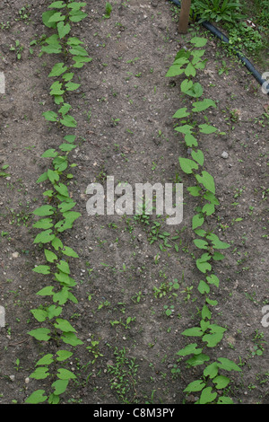 Deux rangées de jeunes feuilles de haricot vert germination Michigan USA Banque D'Images