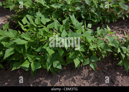La floraison des plants de haricot vert (Phaseolus cultivar) dans le jardin de légumes,la mi-juin, au Michigan, USA Banque D'Images