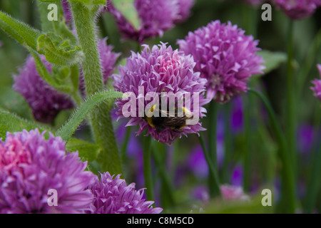 Une abeille sur la ciboulette dans la frontière de l'abeille à la Cambridge University Botanic Garden Banque D'Images
