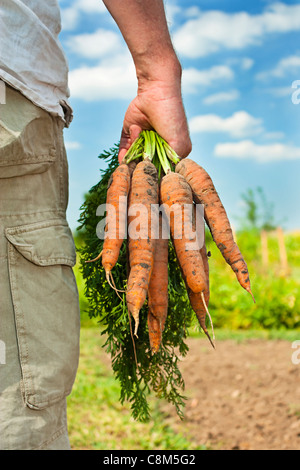 Une partie de l'image d'un agriculteur / collecte jardinier récolte carotte sur un jour d'été Banque D'Images