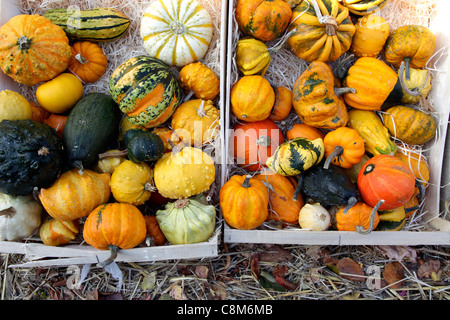 Les courges décoratives et courges Banque D'Images