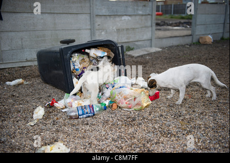 Deux petits chiens de type terrier autour d'une évacuation wheely bin plein de nourriture et des déchets qui a été renversé et renversé. Banque D'Images