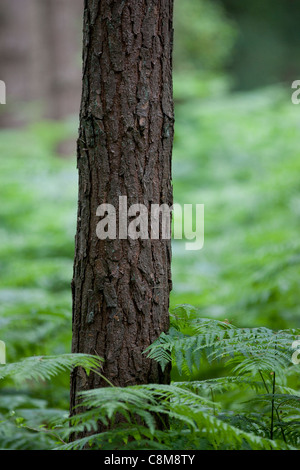 Ash tronc d'arbre entouré de fougères dans hampshire Banque D'Images