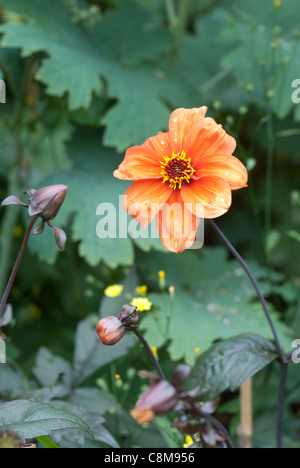 Dahlia 'Bishop of Oxford' Banque D'Images