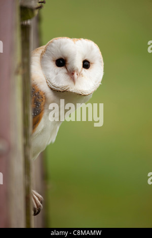Effraie des clochers Tyto alba ; ; portrait ; UK Banque D'Images