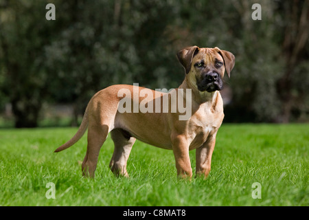 Boerboel (Canis lupus familiaris) chiot dans jardin, race autochtone de l'Afrique du Sud Banque D'Images