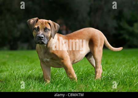 Boerboel (Canis lupus familiaris) chiot dans jardin, race autochtone de l'Afrique du Sud Banque D'Images