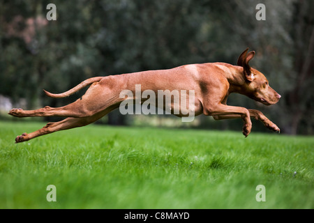 Hungarian Vizsla devint chien de chasse avec couche de rouille d'or (Canis lupus familiaris) fonctionnant dans le champ, Belgique Banque D'Images