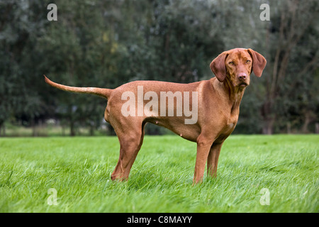 Hungarian Vizsla devint chien de chasse avec couche de rouille d'or (Canis lupus familiaris) dans jardin, Belgique Banque D'Images