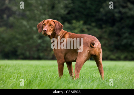 Hungarian Vizsla devint chien de chasse avec couche de rouille d'or (Canis lupus familiaris) dans jardin, Belgique Banque D'Images