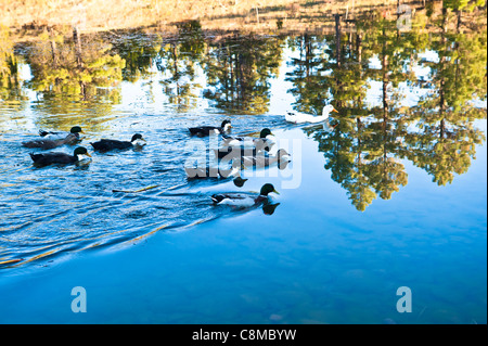 Un beau lever de soleil sur Fool Hollow Lake State Park, Arizona. Banque D'Images