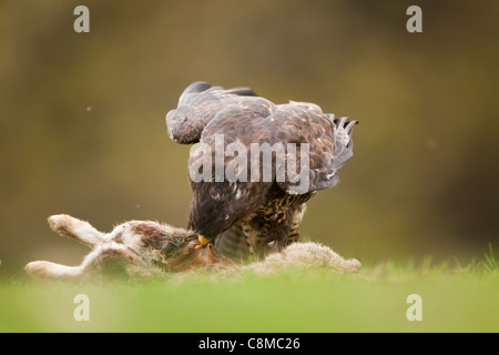 ; Buzzard Buteo buteo ; Royaume-Uni ; se nourrissent d'une carcasse de lapin Banque D'Images