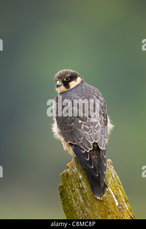 Falco subbuteo Hobby ; ; ; juvénile UK Banque D'Images