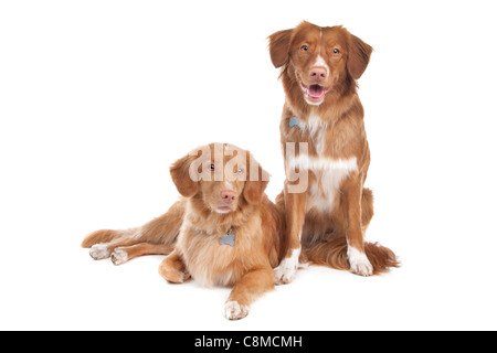 Deux Nova Scotia Duck Tolling Retriever chiens devant un fond blanc Banque D'Images