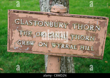 Un panneau décrivant le Saint Thorn Tree à l'Abbaye de Glastonbury dans le Somerset. Banque D'Images